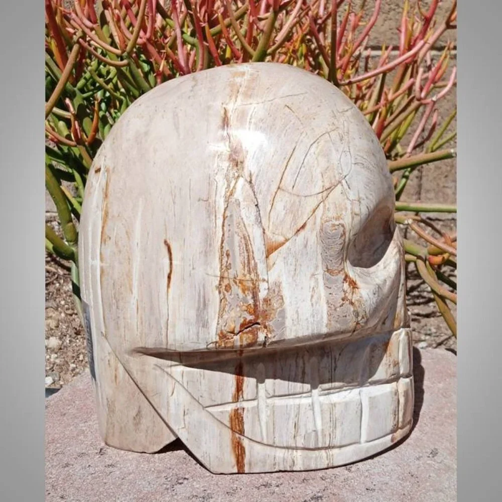 HUGE! Petrified Wood SKULL stone rock crystal